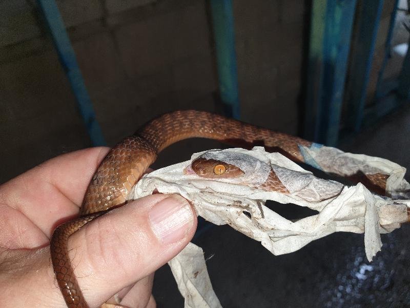 Brown_Tree_Snake__Boiga_irregularis__081.jpg