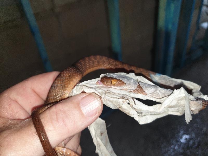 Brown_Tree_Snake__Boiga_irregularis__082.jpg