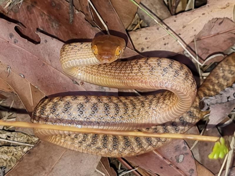 Brown_Tree_Snake__Boiga_irregularis__086.jpg