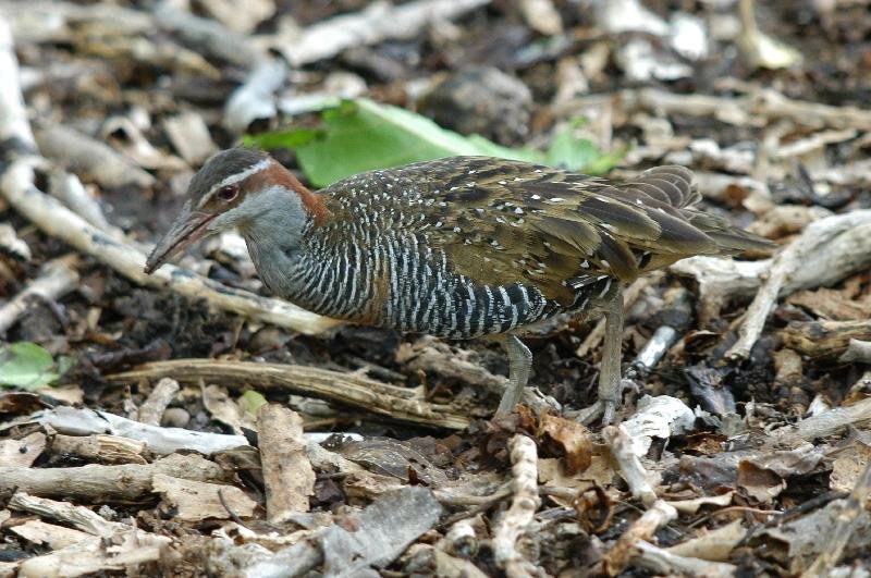 Buff-banded_Rail__Gallirallus_philippensis__001.jpg