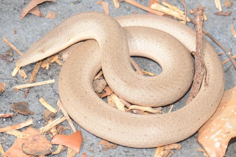 Burtons_Legless_Lizard__Lialis_burtonis__002.jpg