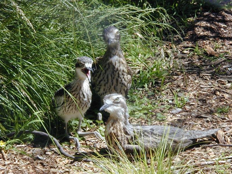 Bush_Stone-curlew__Burhinus_grallarius__001.jpg