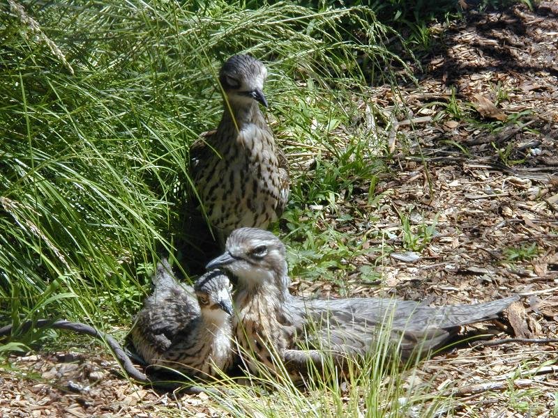 Bush_Stone-curlew__Burhinus_grallarius__002.jpg