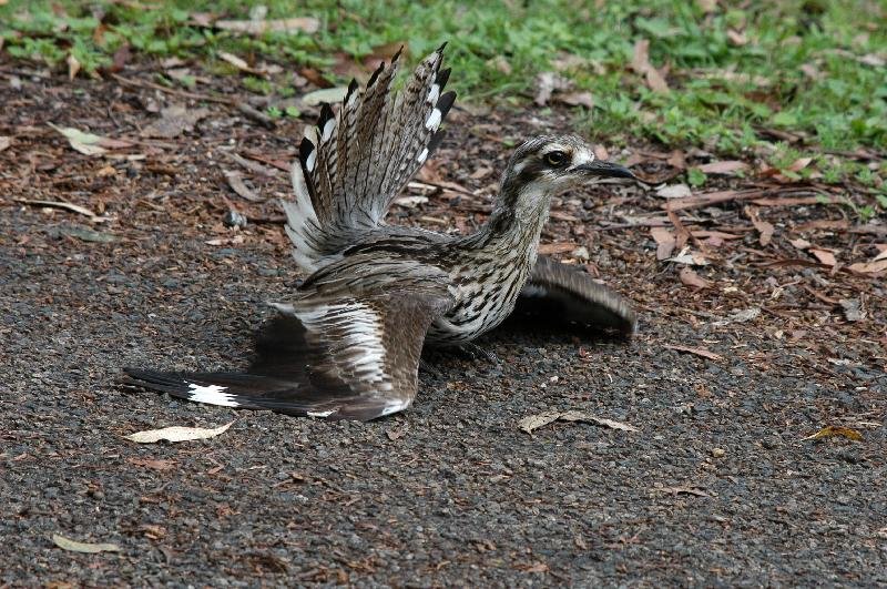 Bush_Stone-curlew__Burhinus_grallarius__009.jpg