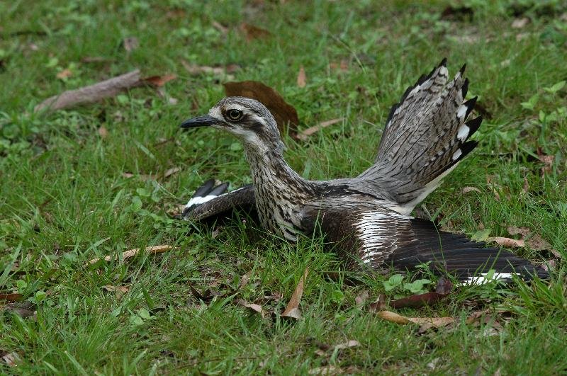 Bush_Stone-curlew__Burhinus_grallarius__012.jpg