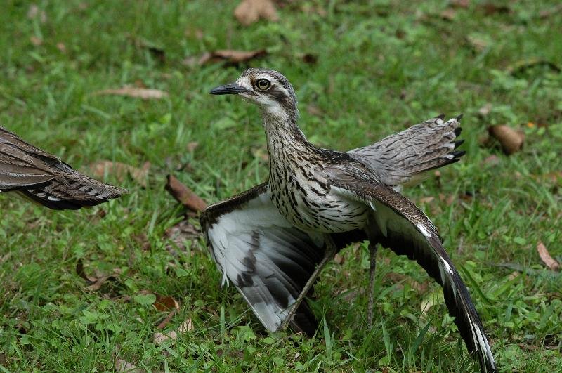 Bush_Stone-curlew__Burhinus_grallarius__013.jpg