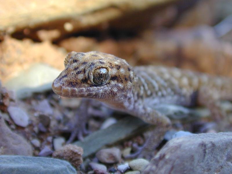 Bynoe's_Gecko__Heteronotia_binoei__001.jpg