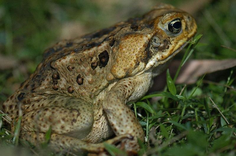 Cane_Toad__Bufo_marinus__001.jpg