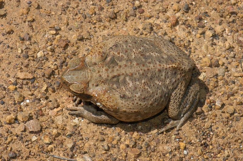 Cane_Toad__Bufo_marinus__002.jpg