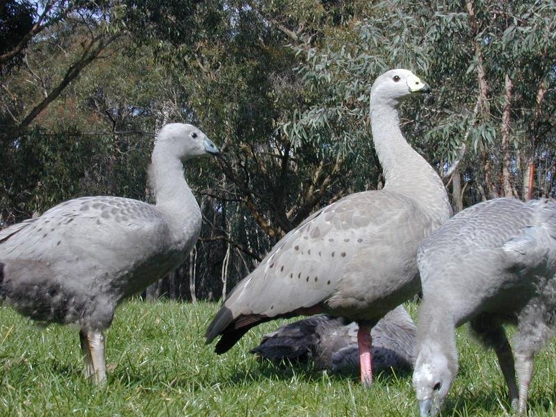 Cape_Barren_Goose__Cereopsis_novaehollandiae__001.jpg