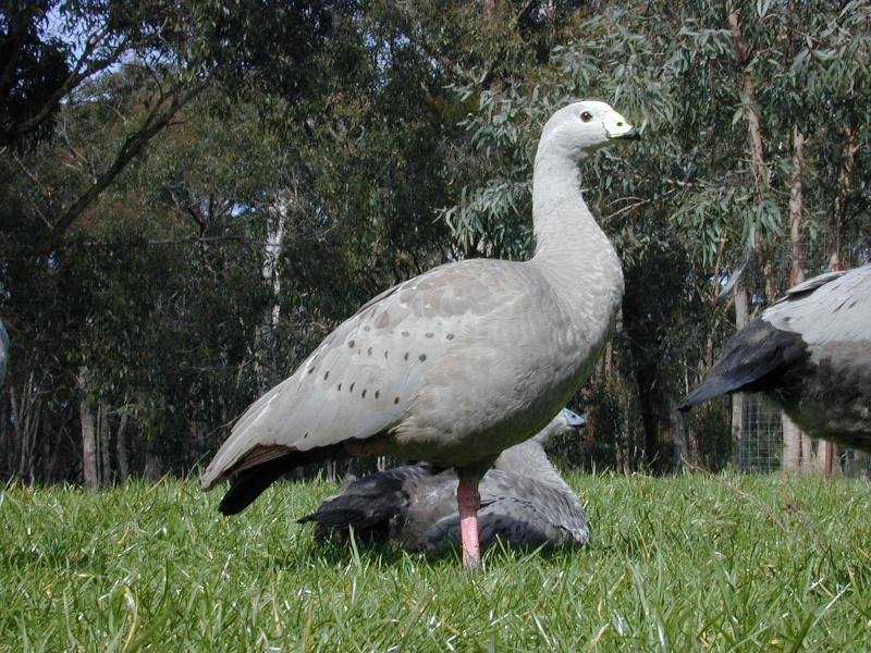 Cape_Barren_Goose__Cereopsis_novaehollandiae__002.jpg