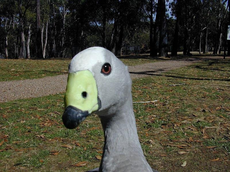 Cape_Barren_Goose__Cereopsis_novaehollandiae__004.jpg