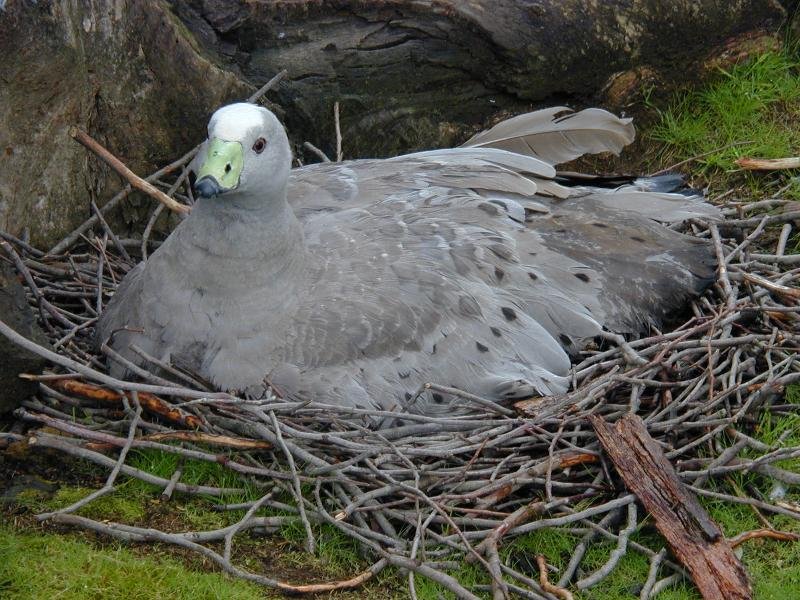 Cape_Barren_Goose__Cereopsis_novaehollandiae__007.jpg