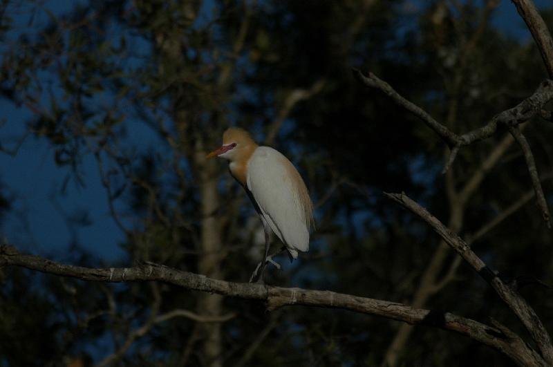 Cattle_Egret__Ardea_ibis__001.jpg