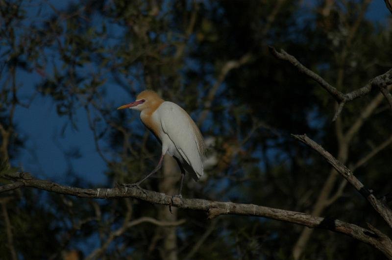 Cattle_Egret__Ardea_ibis__002.jpg