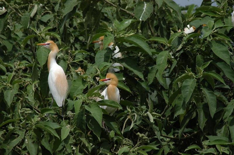 Cattle_Egret__Ardea_ibis__004.jpg