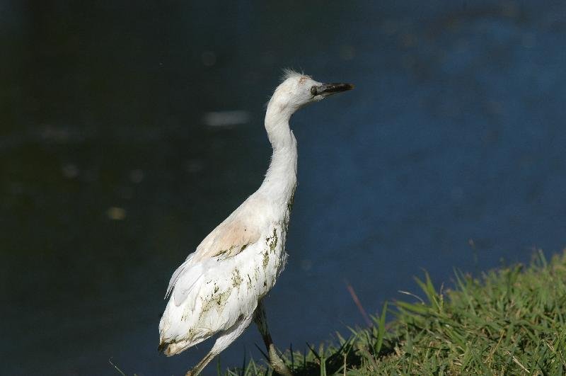 Cattle_Egret__Ardea_ibis__006.jpg