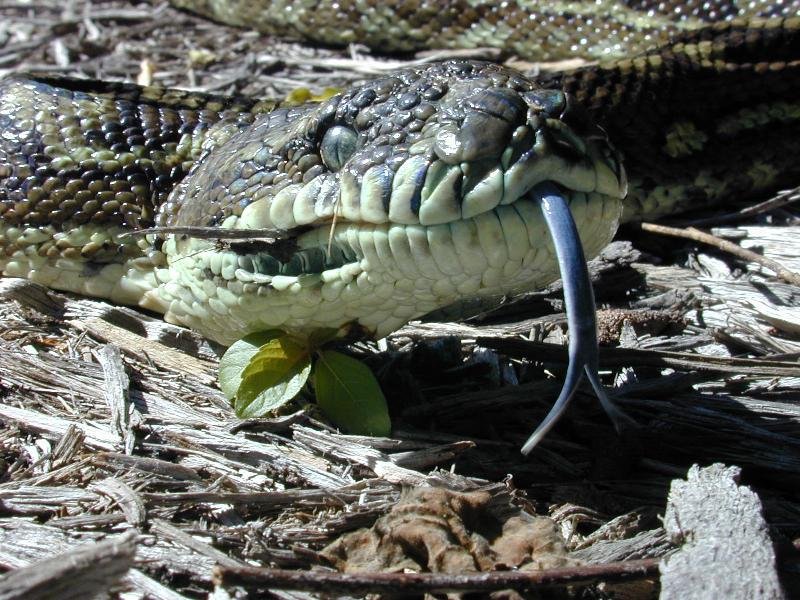 Coastal_Carpet_Python__Morelia_spilota_mcdowelli__002.jpg