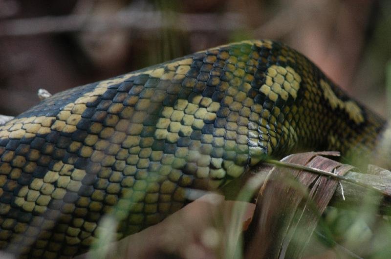 Coastal_Carpet_Python__Morelia_spilota_mcdowelli__011.jpg