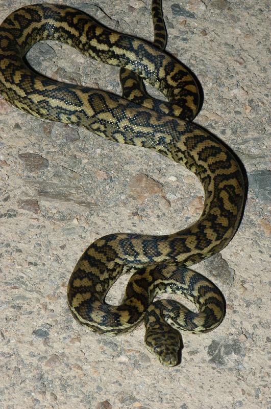 Coastal_Carpet_Python__Morelia_spilota_mcdowelli__021.jpg