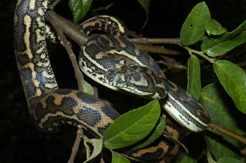 Coastal_Carpet_Python__Morelia_spilota_mcdowelli__022.jpg