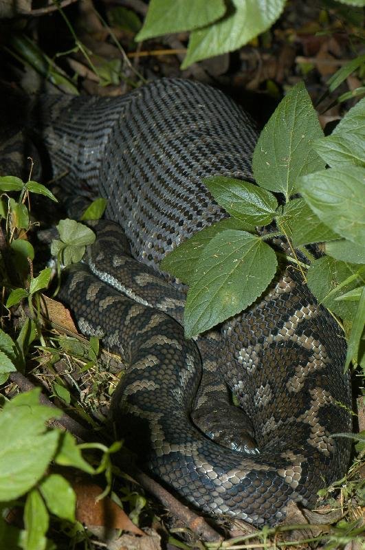 Coastal_Carpet_Python__Morelia_spilota_mcdowelli__024.jpg