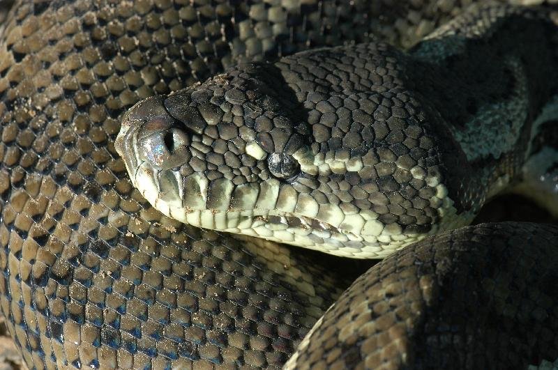 Coastal_Carpet_Python__Morelia_spilota_mcdowelli__027.jpg