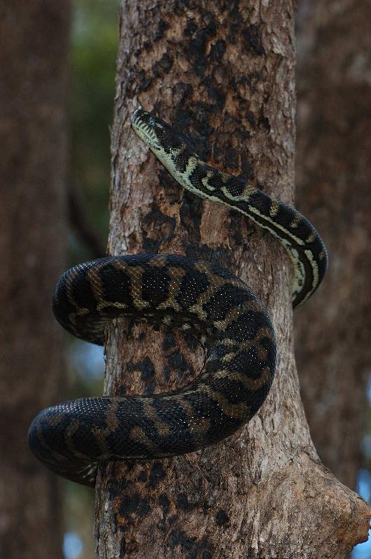 Coastal_Carpet_Python__Morelia_spilota_mcdowelli__029.jpg