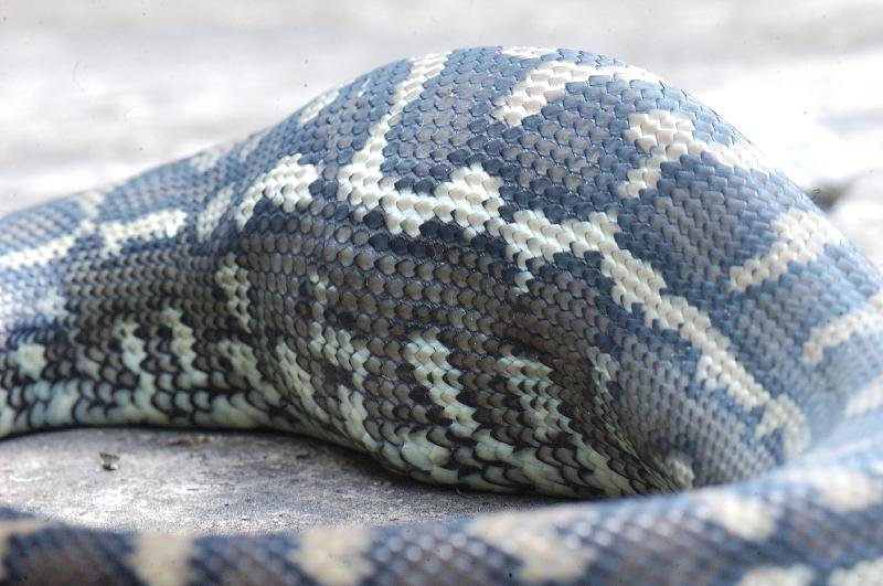 Coastal_Carpet_Python__Morelia_spilota_mcdowelli__031.jpg