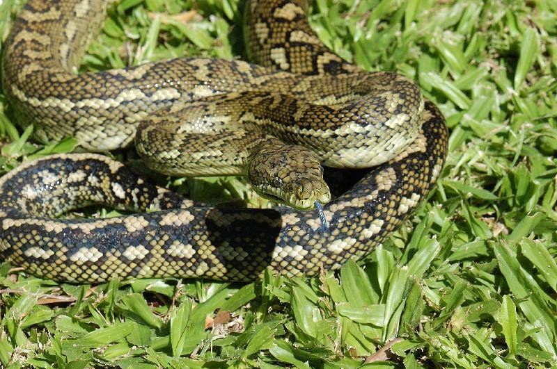 Coastal_Carpet_Python__Morelia_spilota_mcdowelli__041.jpg