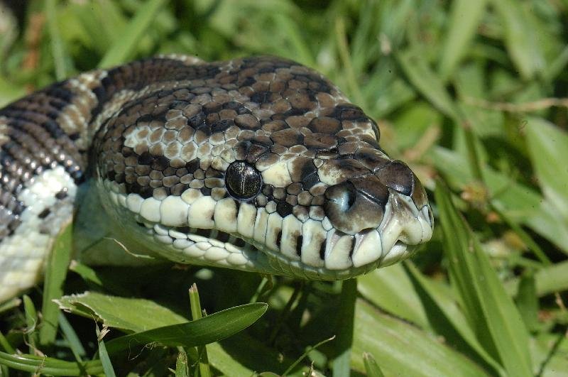 Coastal_Carpet_Python__Morelia_spilota_mcdowelli__045.jpg