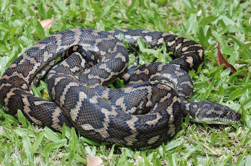 Coastal_Carpet_Python__Morelia_spilota_mcdowelli__049.jpg