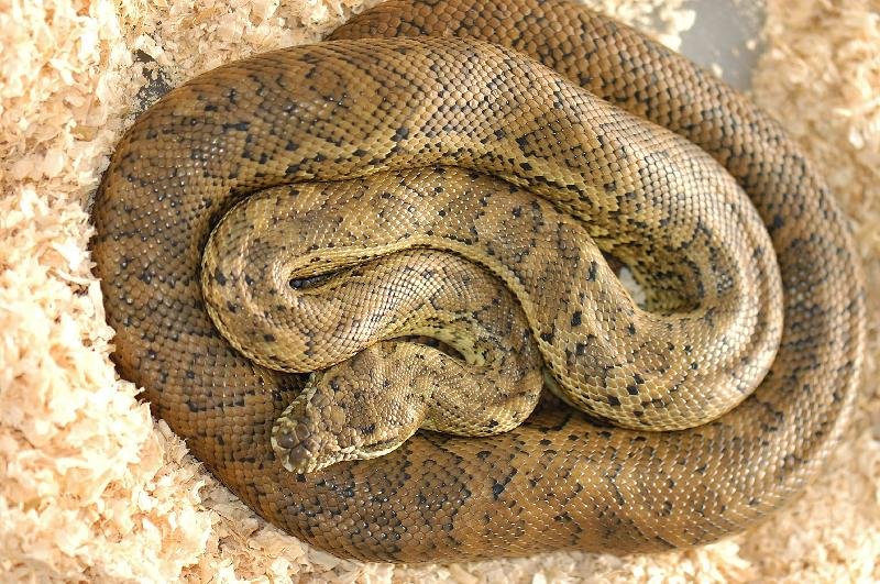 Coastal_Carpet_Python__Morelia_spilota_mcdowelli__060.jpg