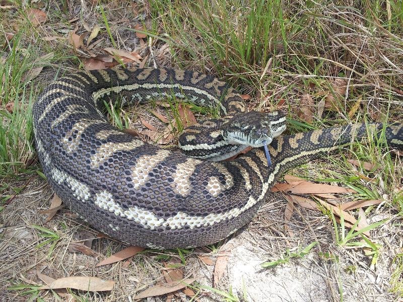 Coastal_Carpet_Python__Morelia_spilota_mcdowelli__063.jpg