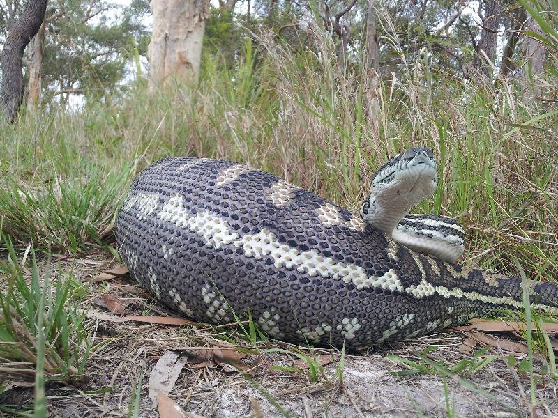 Coastal_Carpet_Python__Morelia_spilota_mcdowelli__064.jpg