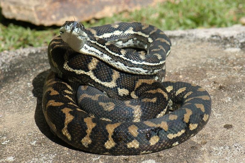 Coastal_Carpet_Python__Morelia_spilota_mcdowelli__076.jpg