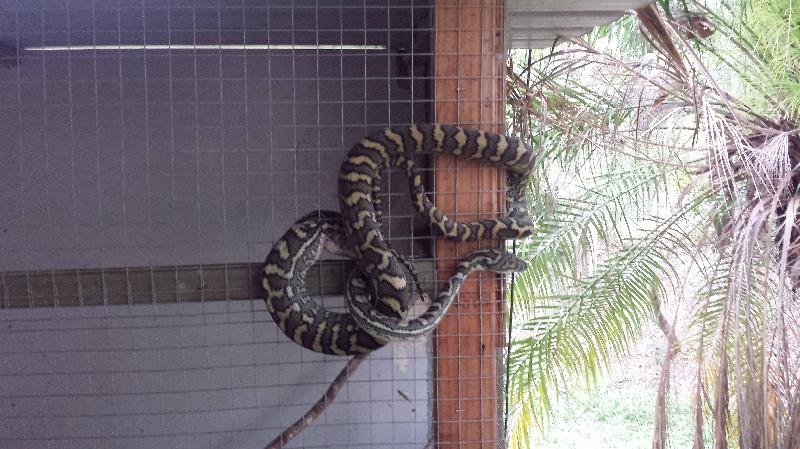 Coastal_Carpet_Python__Morelia_spilota_mcdowelli__079.jpg