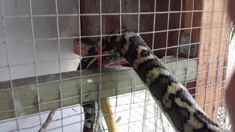 Coastal_Carpet_Python__Morelia_spilota_mcdowelli__080.jpg