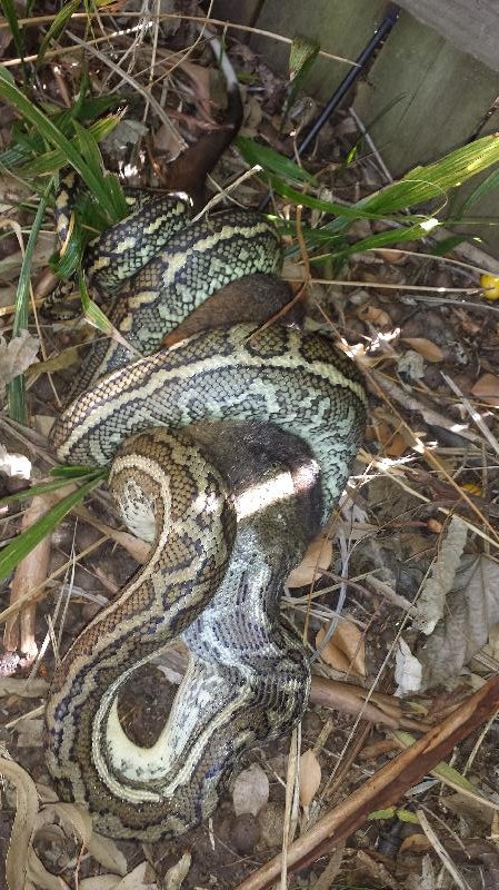 Coastal_Carpet_Python__Morelia_spilota_mcdowelli__081.jpg