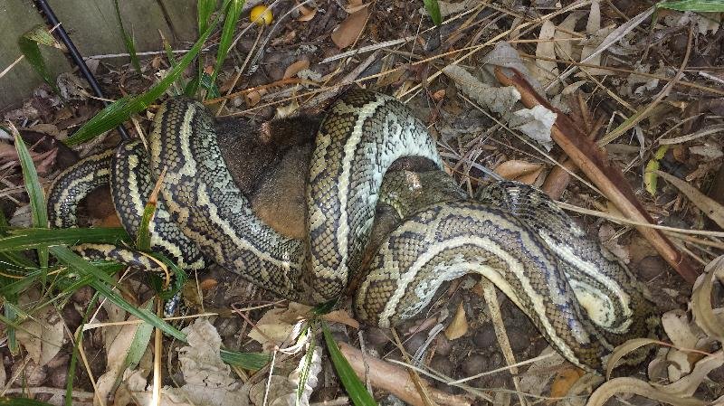 Coastal_Carpet_Python__Morelia_spilota_mcdowelli__082.jpg