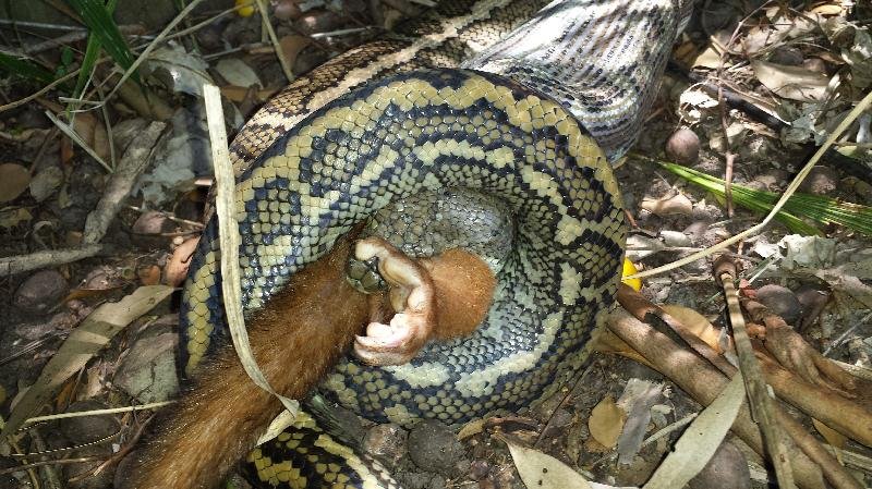 Coastal_Carpet_Python__Morelia_spilota_mcdowelli__089.jpg