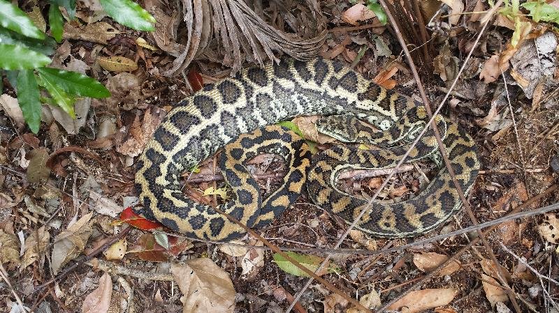 Coastal_Carpet_Python__Morelia_spilota_mcdowelli__097.jpg