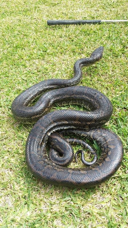 Coastal_Carpet_Python__Morelia_spilota_mcdowelli__107.jpg