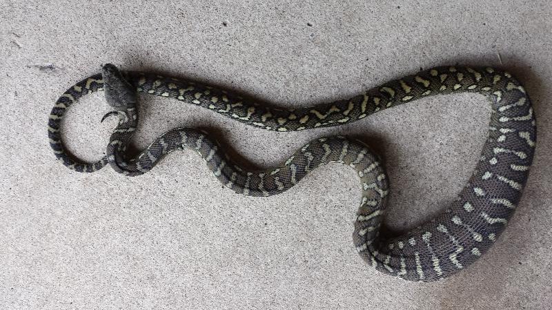 Coastal_Carpet_Python__Morelia_spilota_mcdowelli__110.jpg