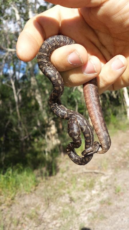 Coastal_Carpet_Python__Morelia_spilota_mcdowelli__113.jpg