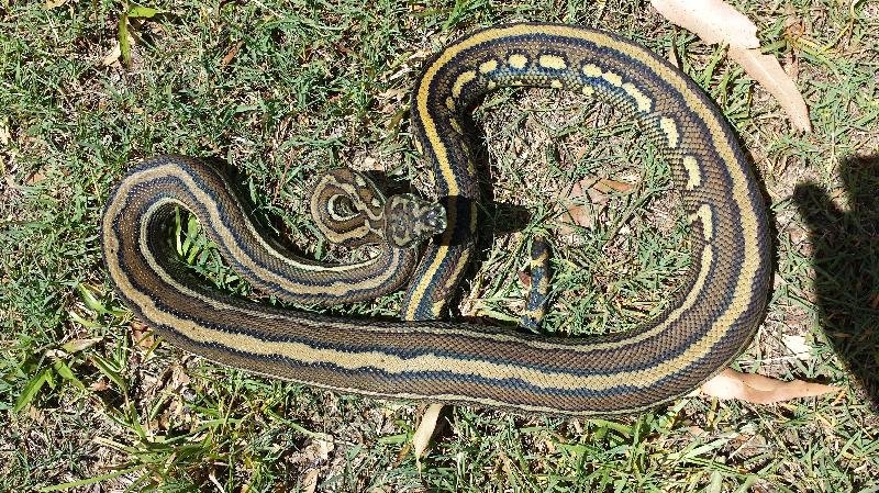 Coastal_Carpet_Python__Morelia_spilota_mcdowelli__120.jpg