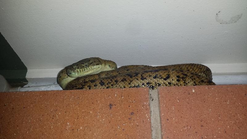 Coastal_Carpet_Python__Morelia_spilota_mcdowelli__121.jpg