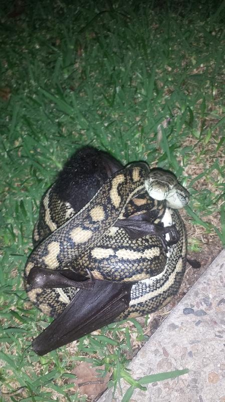 Coastal_Carpet_Python__Morelia_spilota_mcdowelli__130.jpg