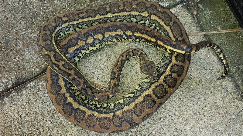 Coastal_Carpet_Python__Morelia_spilota_mcdowelli__136.jpg