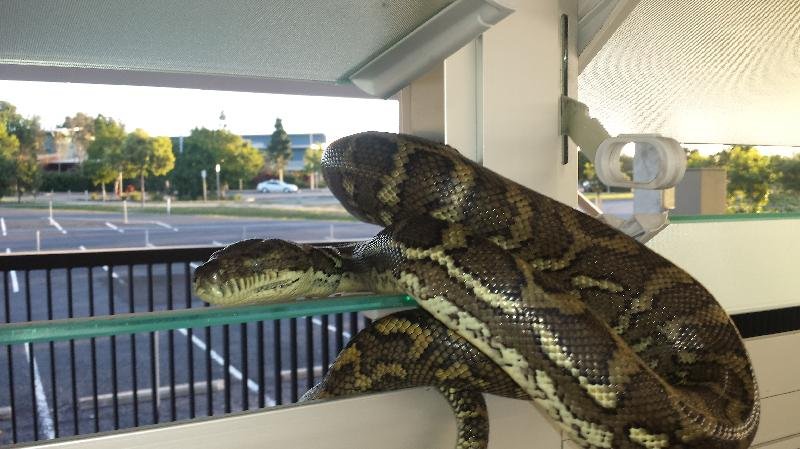 Coastal_Carpet_Python__Morelia_spilota_mcdowelli__137.jpg